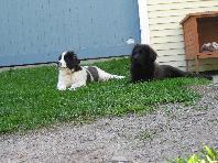 Newfoundland dogs