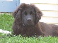 newfoundland breeder