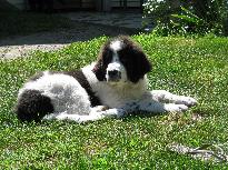 newfoundland puppy