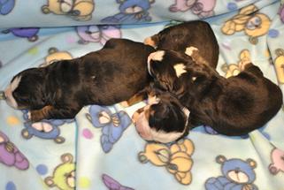 puppies @ 1 week old