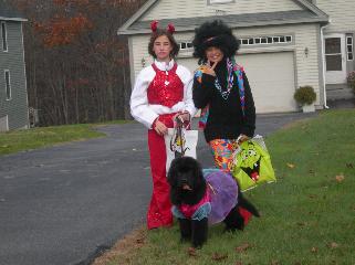newfoundland puppies