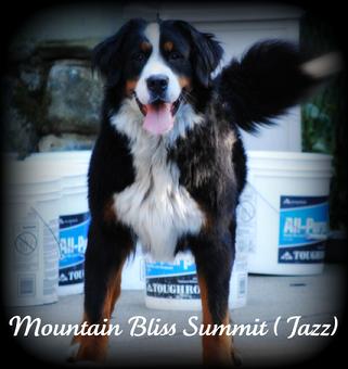 Bernese mountain dog 