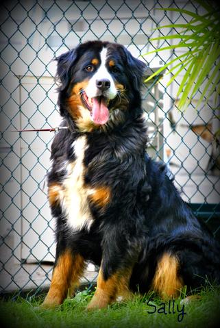 Bernese Mountain Dog