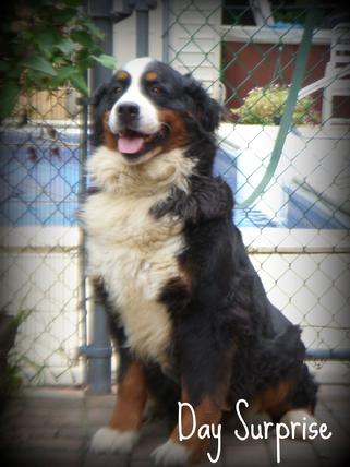 bernese mountain dog