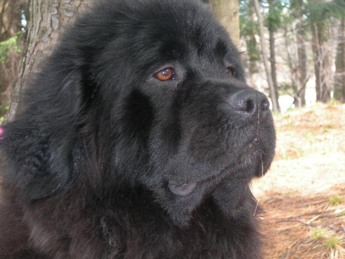 newfoundland puppy