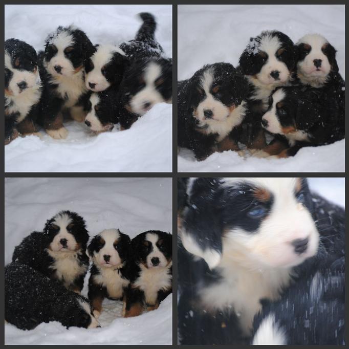 bernese mountain dog puppies
