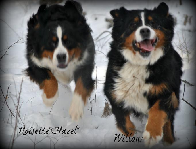 Bernese mountain dog puppies