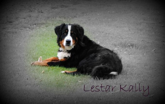 Bernese Mountain Dog