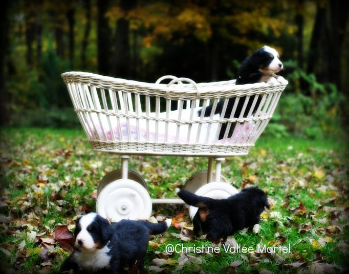 bernese mountain dog puppies